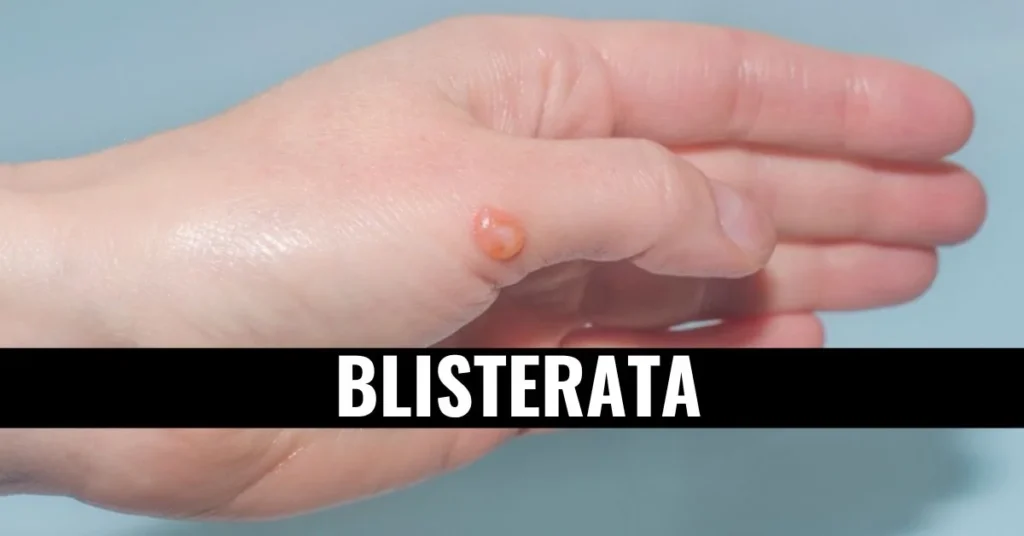 blisterata