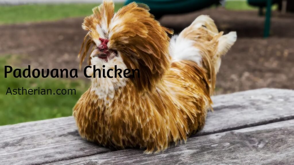 Padovana Chicken