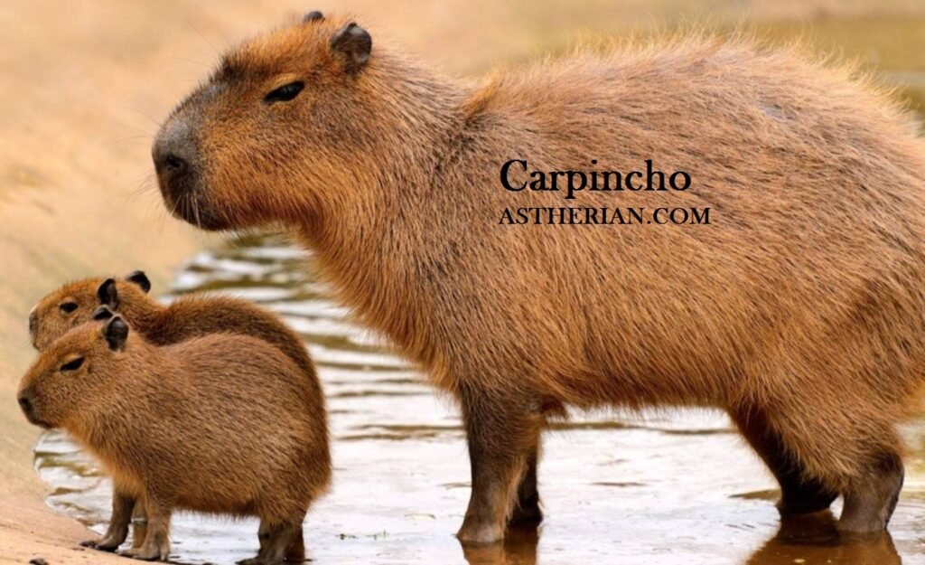 Carpincho